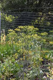 Attēlu rezultāti vaicājumam “Anethum graveolens flower”