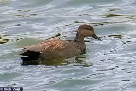 Attēlu rezultāti vaicājumam “Anas strepera female”