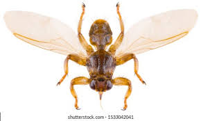 Attēlu rezultāti vaicājumam “Lipoptena cervi”