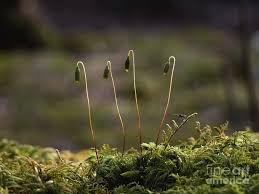 Attēlu rezultāti vaicājumam “sporophyte”