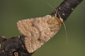 Attēlu rezultāti vaicājumam “Hoplodrina octogenaria”