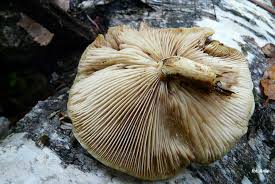 Attēlu rezultāti vaicājumam “Pholiota heteroclita”