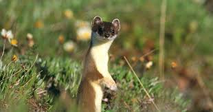 Attēlu rezultāti vaicājumam “Mustela nivalis adult”