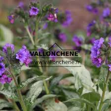 Attēlu rezultāti vaicājumam “Pulmonaria angustifolia”