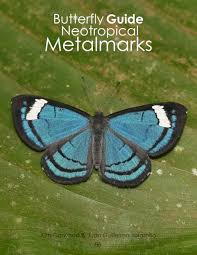 Attēlu rezultāti vaicājumam “Riodinidae”