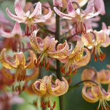 Image result for Lilium martagon `Chameleon`