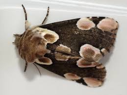 Attēlu rezultāti vaicājumam “Thyatira batis imago”