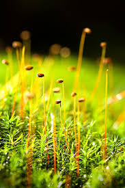 Attēlu rezultāti vaicājumam “Polytrichum formosum”