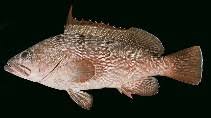 Image result for Epinephelus adscensionis