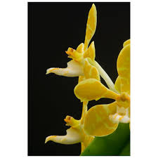 Attēlu rezultāti vaicājumam “Trichia flavicoma”