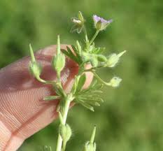 Attēlu rezultāti vaicājumam “Geranium pusillum flower”
