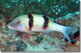 Image result for Parupeneus trifasciatus