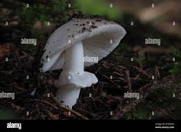 Attēlu rezultāti vaicājumam “Amanita excelsa”