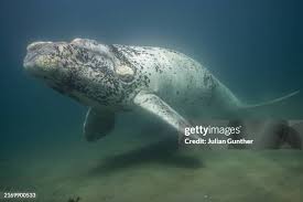 Image result for Eubalaena glacialis