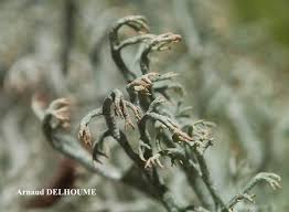 Attēlu rezultāti vaicājumam “Cladonia ciliata”