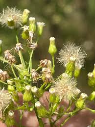 Attēlu rezultāti vaicājumam “Erigeron canadensis”