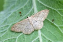 Attēlu rezultāti vaicājumam “Idaea straminata”