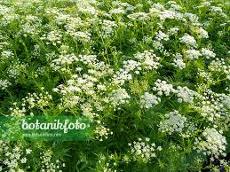 Image result for Chaerophyllum aureum