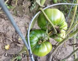 Afbeeldingsresultaat voor marizol purple tomato