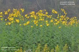 Attēlu rezultāti vaicājumam “Helianthus tuberosus flower”