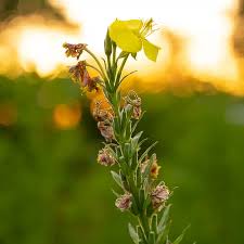 Image result for Nachtkerze