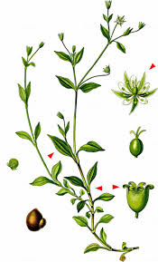 Attēlu rezultāti vaicājumam “Moehringia trinervia bud”