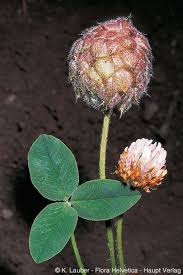 Attēlu rezultāti vaicājumam “Trifolium fragiferum”