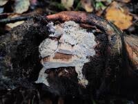 Attēlu rezultāti vaicājumam “Antrodia pulvinascens”