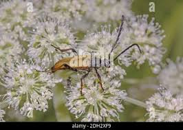 Attēlu rezultāti vaicājumam “Leptura rubra male”