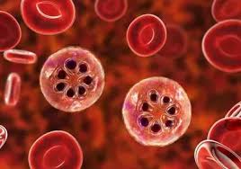 Attēlu rezultāti vaicājumam “Diderma radiatum plasmodium”