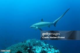 Image result for Alopias vulpinus