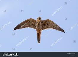 Attēlu rezultāti vaicājumam “Falco subbuteo adult”