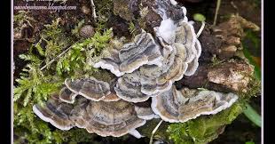 Attēlu rezultāti vaicājumam “Auricularia mesenterica”