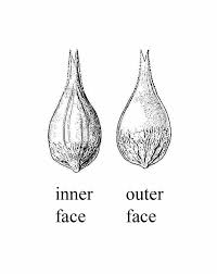 Attēlu rezultāti vaicājumam “Carex spicata”