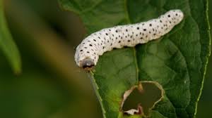 Attēlu rezultāti vaicājumam “Tenthredo scrophulariae larva”