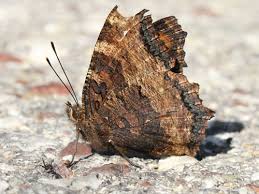 Attēlu rezultāti vaicājumam “Nymphalis polychloros”