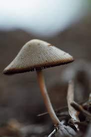 Attēlu rezultāti vaicājumam “Diderma ochraceum young”