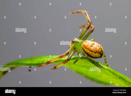 Attēlu rezultāti vaicājumam “Diaea dorsata”