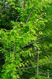 Attēlu rezultāti vaicājumam “Betula alleghaniensis”