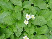 Attēlu rezultāti vaicājumam “Fragaria moschata”