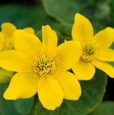 Attēlu rezultāti vaicājumam “Caltha palustris flower”