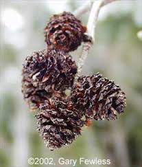 Attēlu rezultāti vaicājumam “Alnus incana fruit”