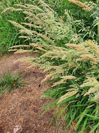Attēlu rezultāti vaicājumam “Holcus lanatus  fruit”