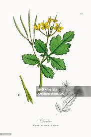 Image result for Chelidonium majus