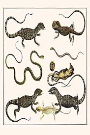 Attēlu rezultāti vaicājumam “Serpentes”