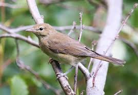 Attēlu rezultāti vaicājumam “Sylvia borin adult”