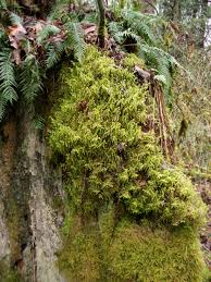 Attēlu rezultāti vaicājumam “Rhytidiadelphus”