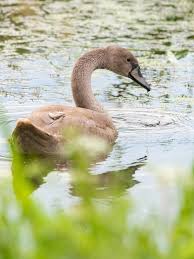 Attēlu rezultāti vaicājumam “Cygnus olor juvenile”