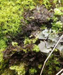 Attēlu rezultāti vaicājumam “Leptogium lichenoides”