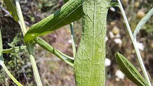 Attēlu rezultāti vaicājumam “Centaurea jacea leaf”